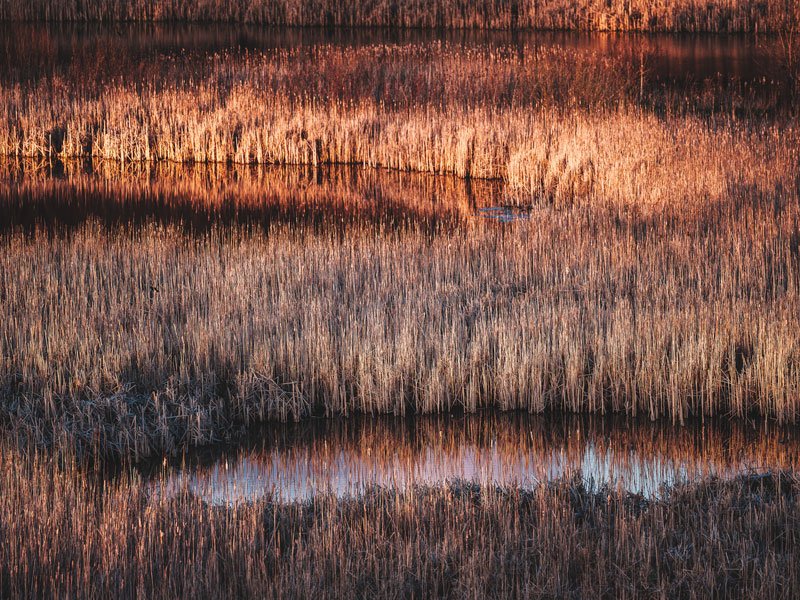 Phytoépuration des eaux de nappe et de surface contaminées aux explosifs