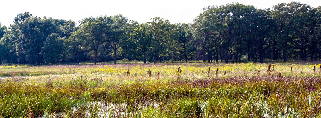 Lagunage et marais reconstitués