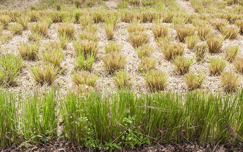 Phytotraitement et lits d’évapotranspiration