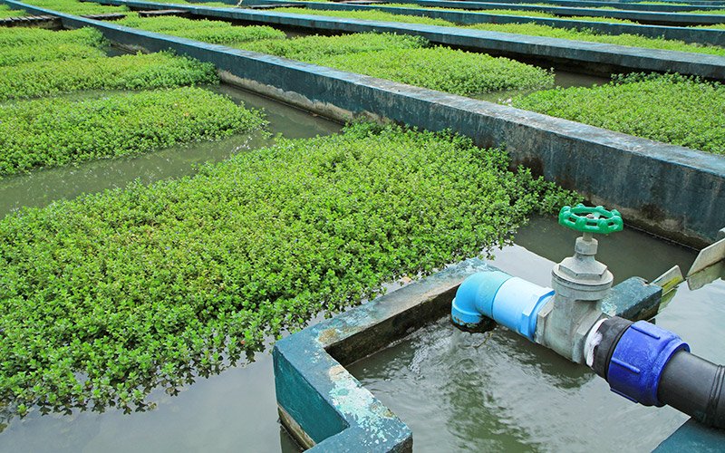 Traitement des eaux usées