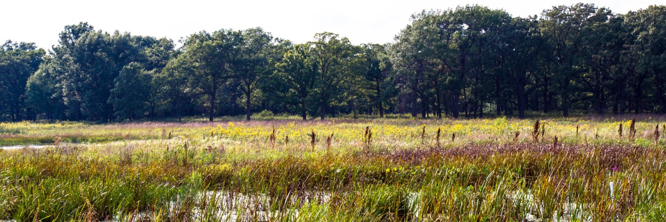 Wetland at Middlefork Savanna Forest Preserve in Lake County, Illinois